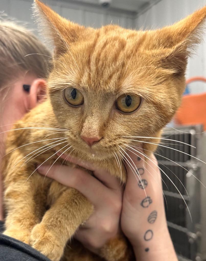 Enlarge Butters, a Adoptable mixed breed in Hillsdale, IN image 1/1