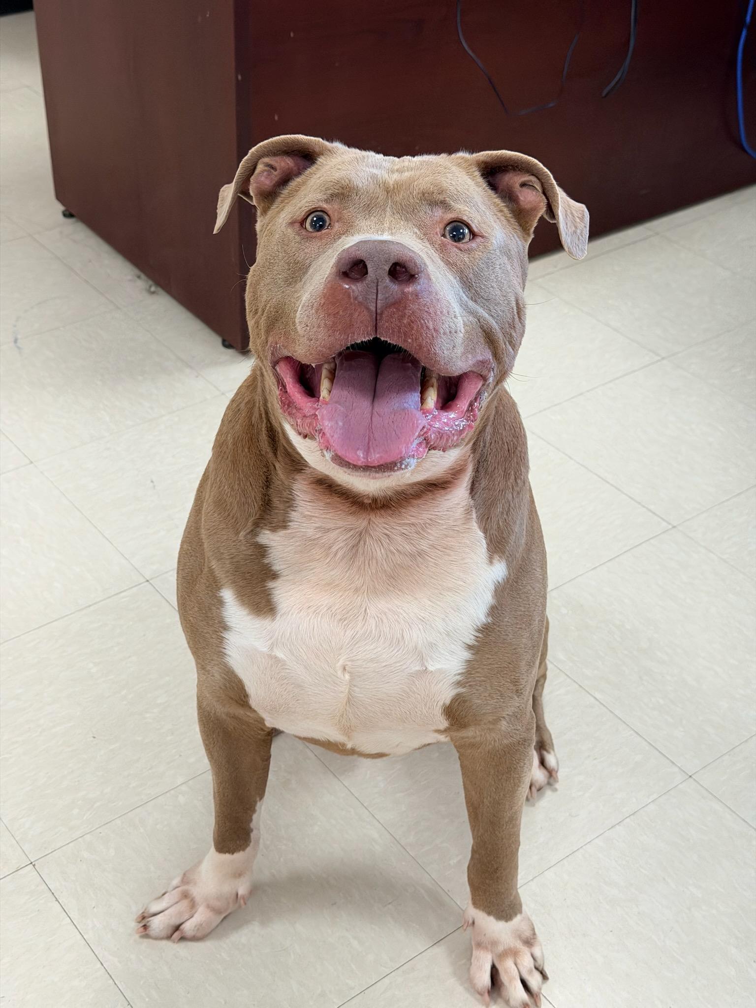 Mr. Chubbs , a ADOPTABLE Pit Bull Terrier in Clayton, NJ image 1/2
