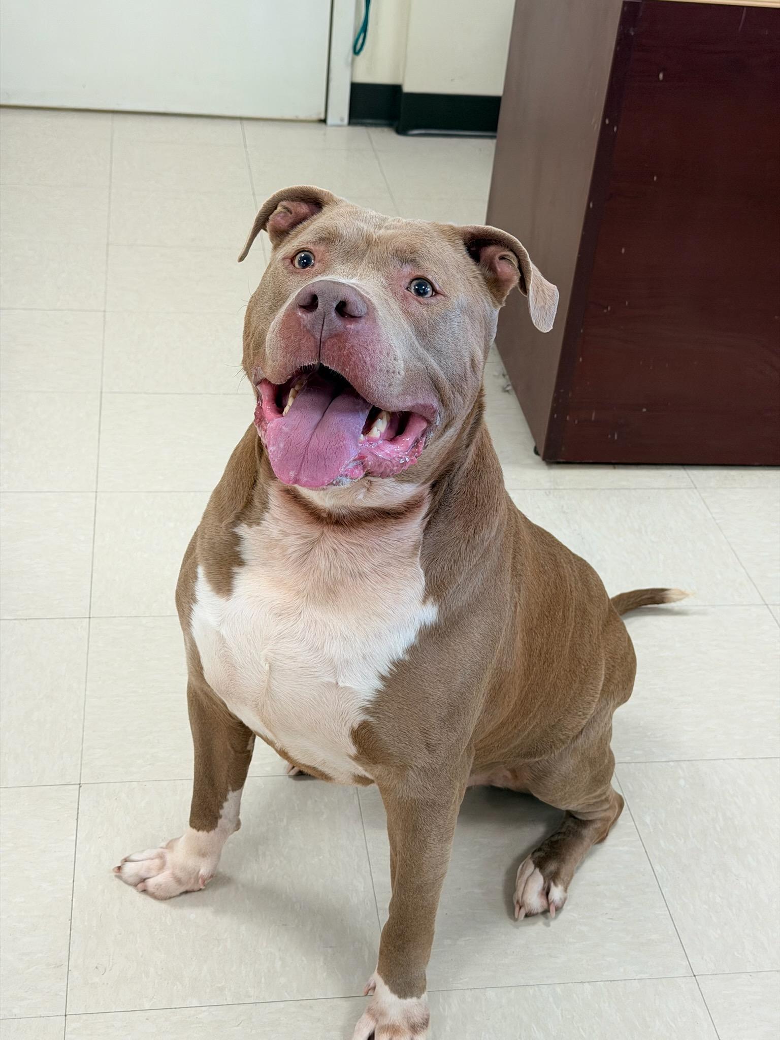 Mr. Chubbs , a ADOPTABLE Pit Bull Terrier in Clayton, NJ image 2/2