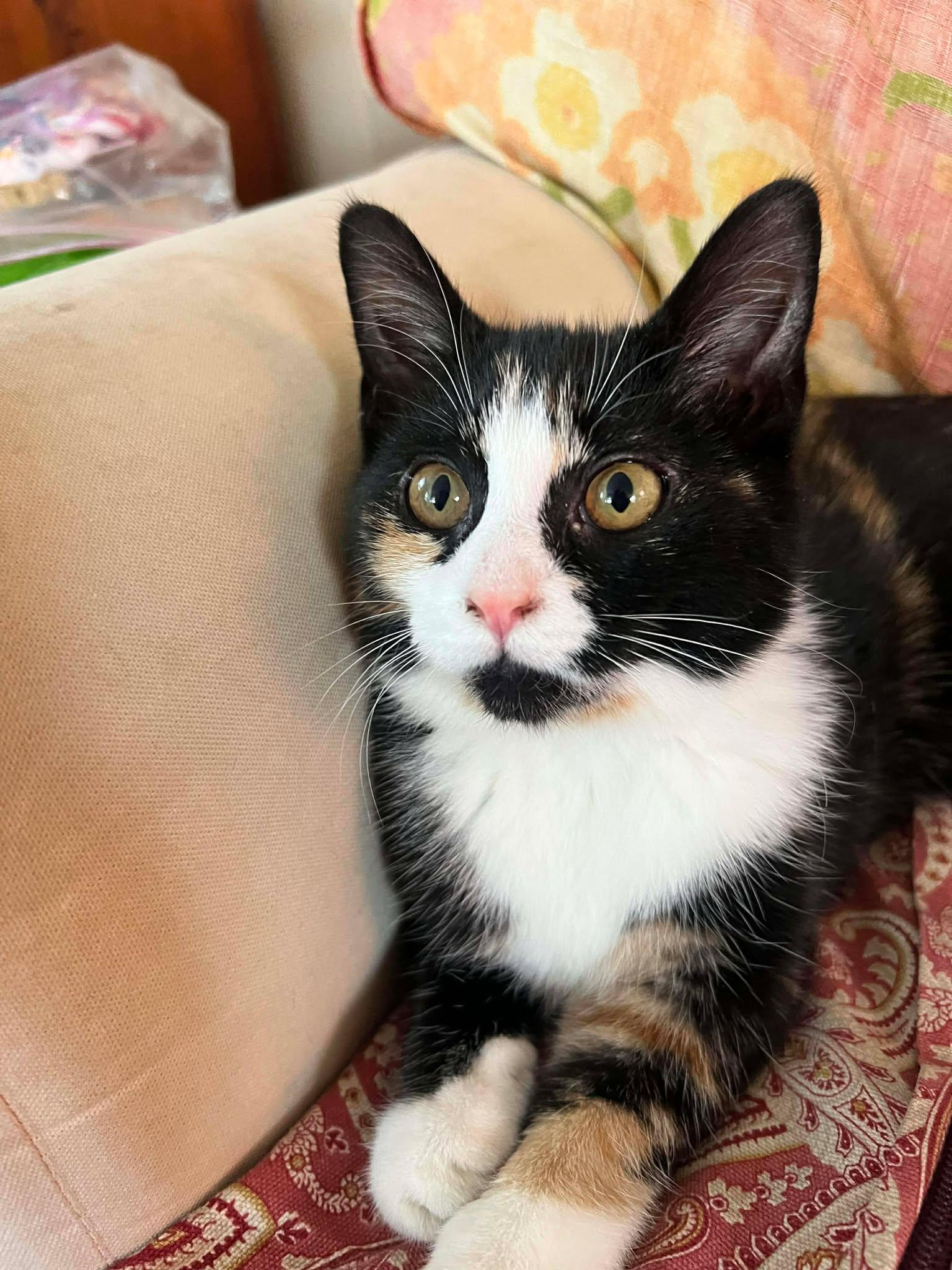 Janice Joplin, a Adopted Domestic Short Hair in Gonic, NH image 1/3