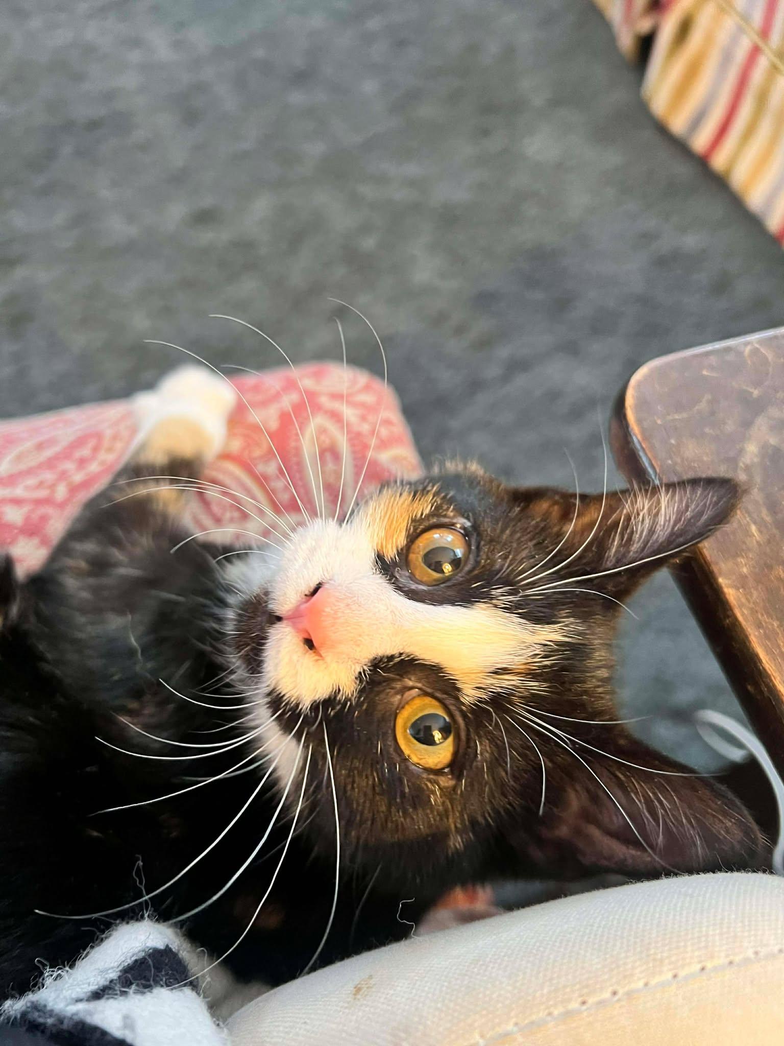 Janice Joplin, a Adopted Domestic Short Hair in Gonic, NH image 2/3