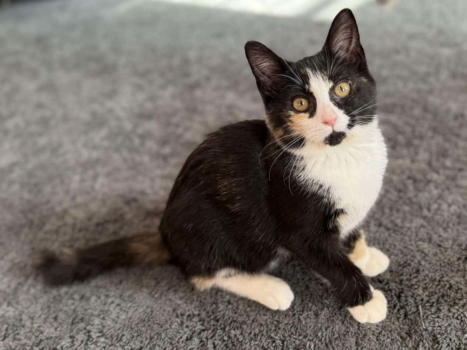 Janice Joplin, a Adopted Domestic Short Hair in Gonic, NH image 3/3