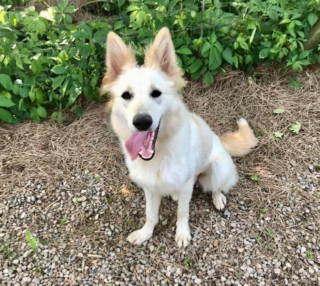 Ellie, a ADOPTABLE mixed breed in Honeoye Falls, NY image 1/3