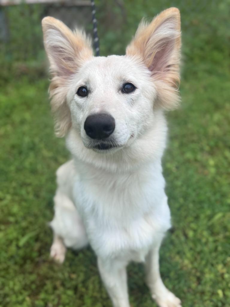 Ellie, a ADOPTABLE mixed breed in Honeoye Falls, NY image 3/3