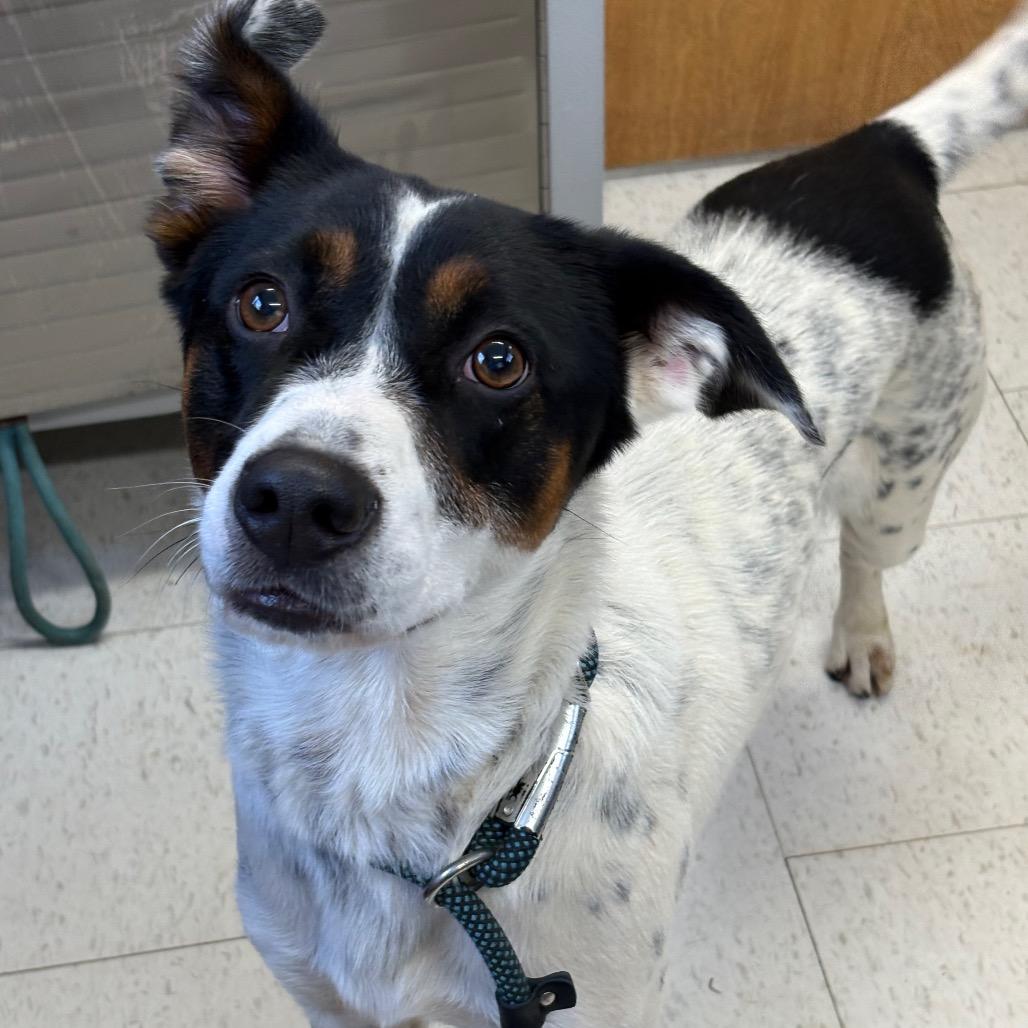 Enlarge Snoopy(was Buddy The Elf)(Adoption fee Sponsored), a Adoptable Mixed Breed in Columbiana, AL image 1/1