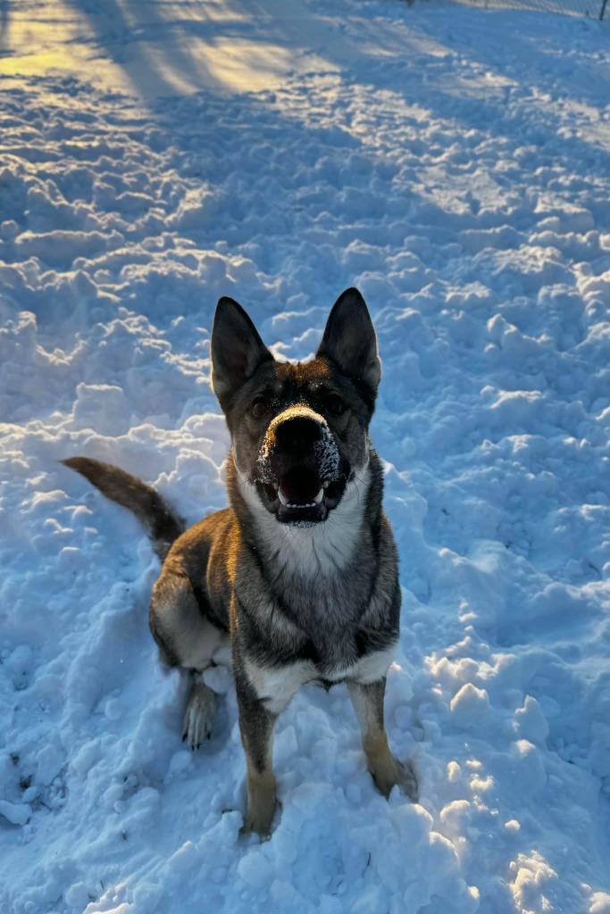 Enlarge Newton, a Adoptable Mixed Breed in Grand Forks, ND image 1/2