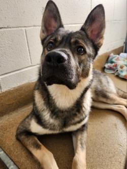 Enlarge Newton, a Adoptable Mixed Breed in Grand Forks, ND image 2/2