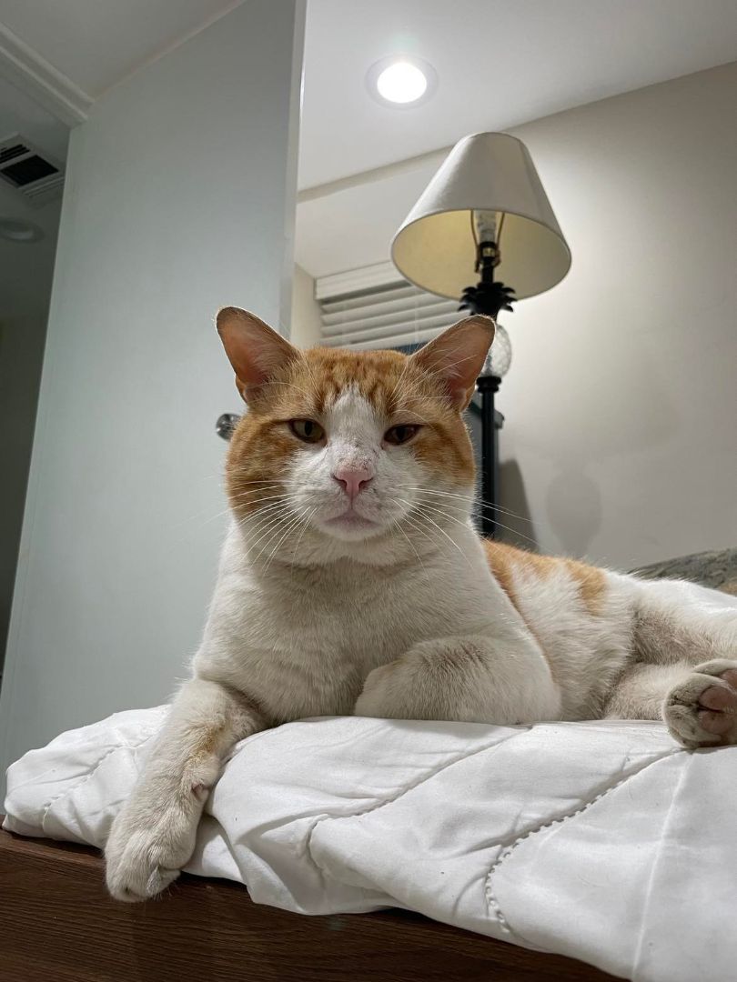 Bruno, a Adoptable Domestic Short Hair in East Orange, NJ image 4/6