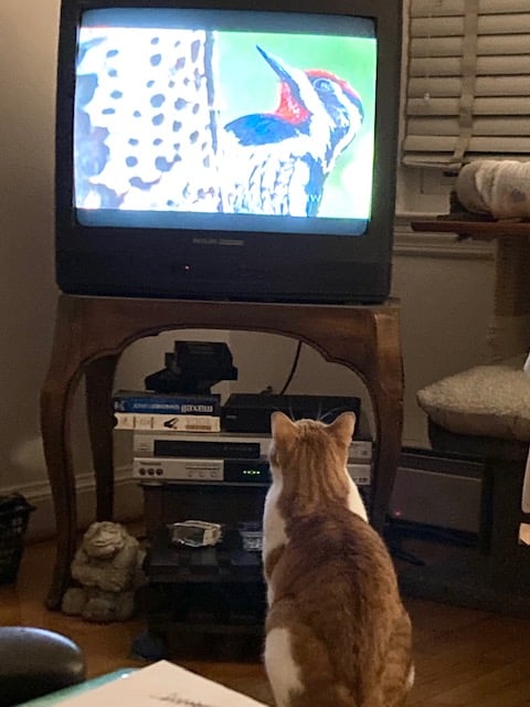 Bruno, a Adoptable Domestic Short Hair in East Orange, NJ image 5/6