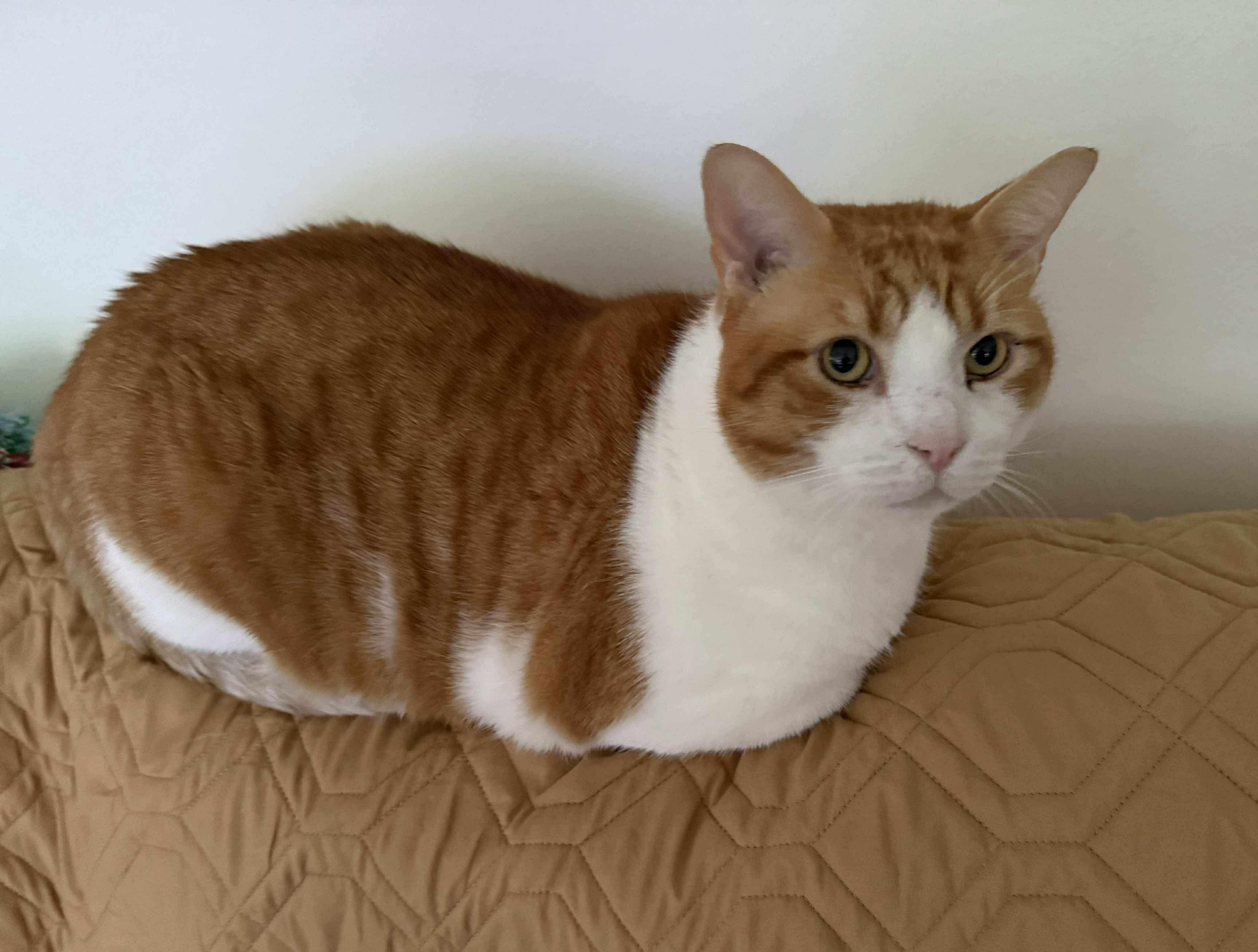 Bruno, a Adoptable Domestic Short Hair in East Orange, NJ image 2/6