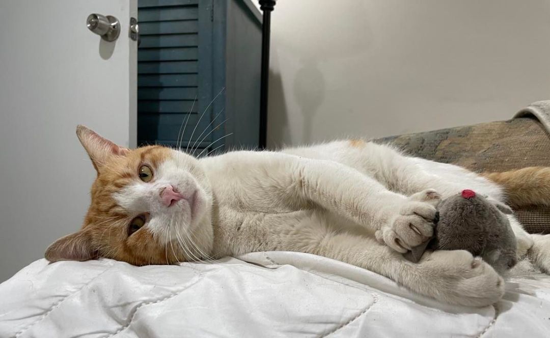 Bruno, Adoptable, Adult Male Domestic Short Hair.