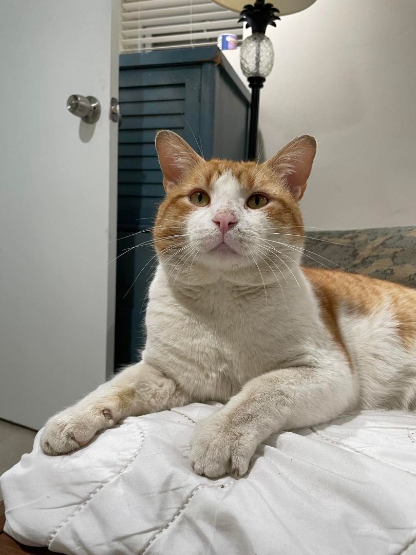 Bruno, Adult Male Domestic Short Hair