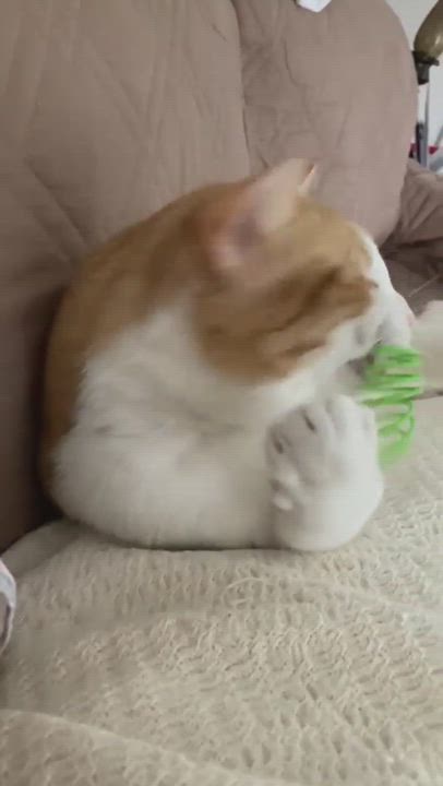 Enlarge Bruno, a Adoptable Domestic Short Hair in East Orange, NJ video 6/6