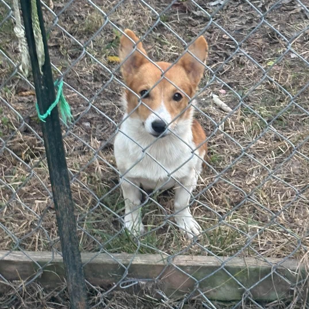Bambi, Adoptable, Puppy Female Corgi.