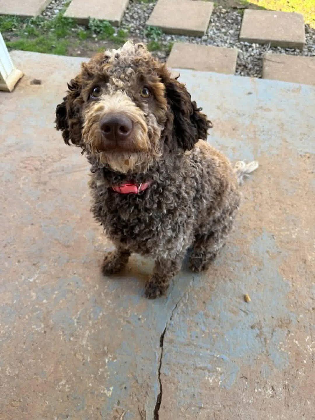 Mia Mya, Adopted, Young Female Standard Poodle & Labrador Retriever.