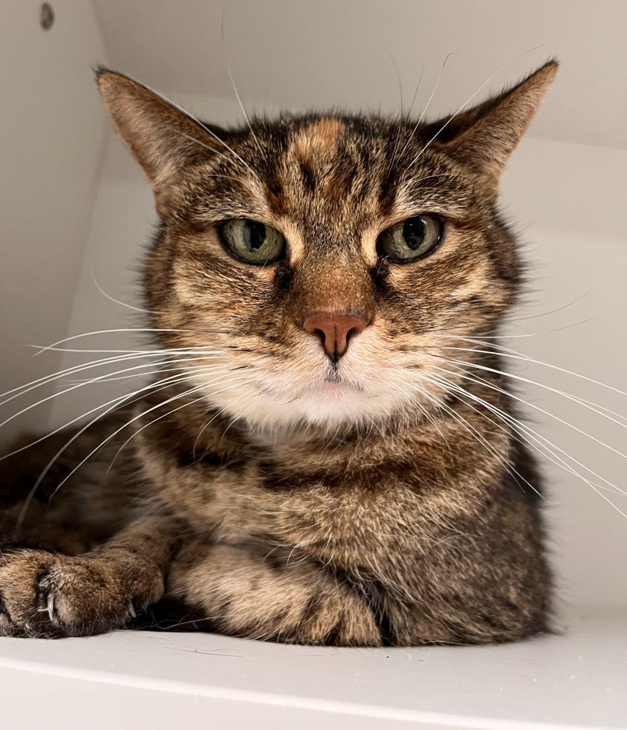 Enlarge Lindsey, a Adopted mixed breed in Huntington, IN image 1/1