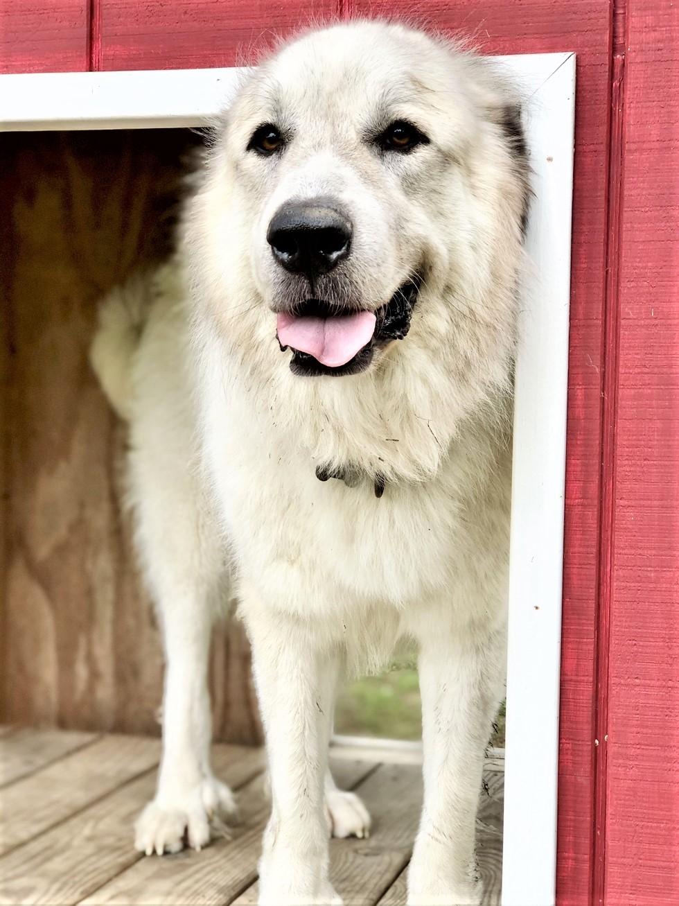 Kai, an adoptable Great Pyrenees in Richmond, VA, 23231 | Photo Image 1