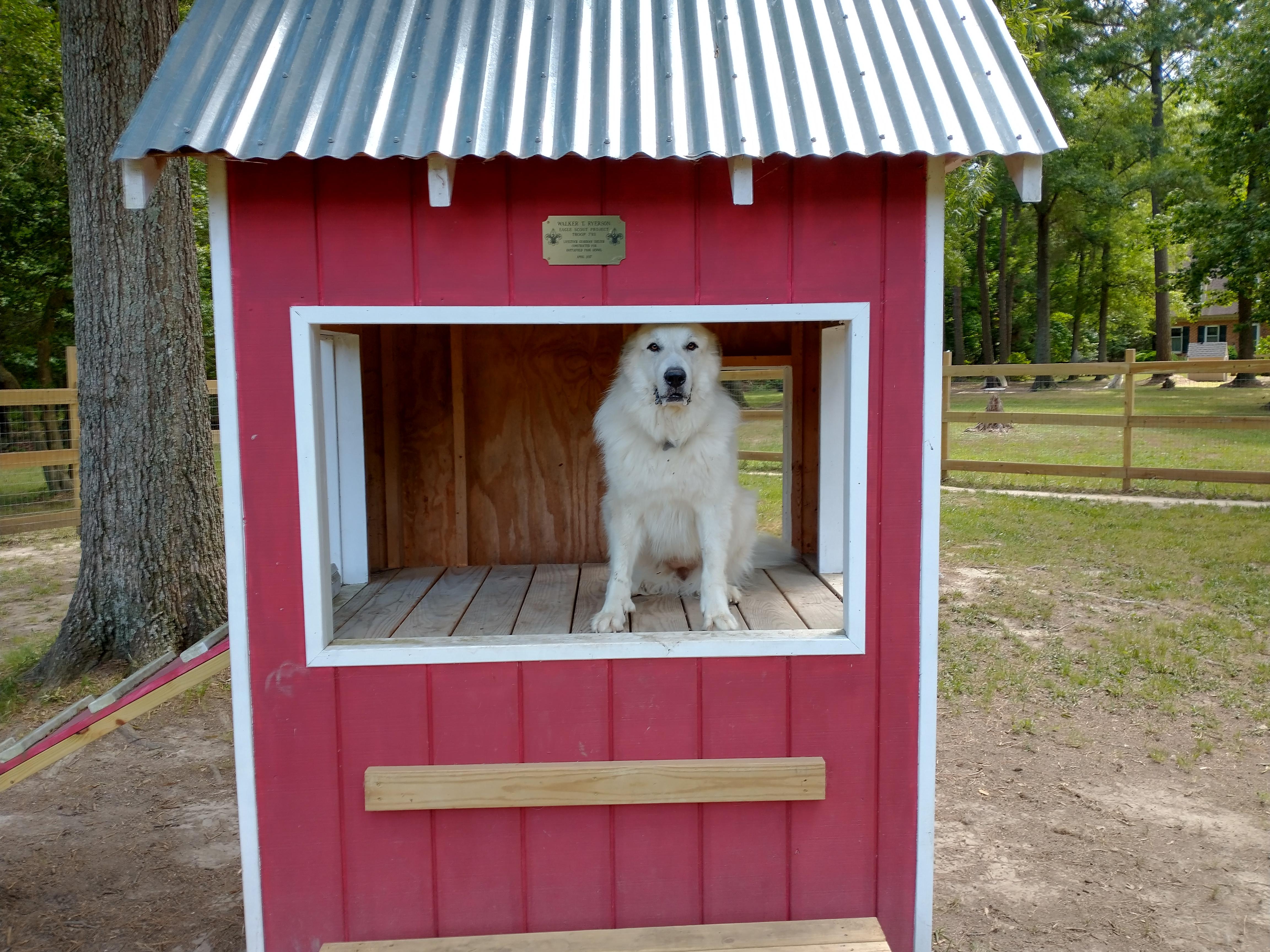 Kai, a Adoptable Great Pyrenees in Richmond, VA image 5/6