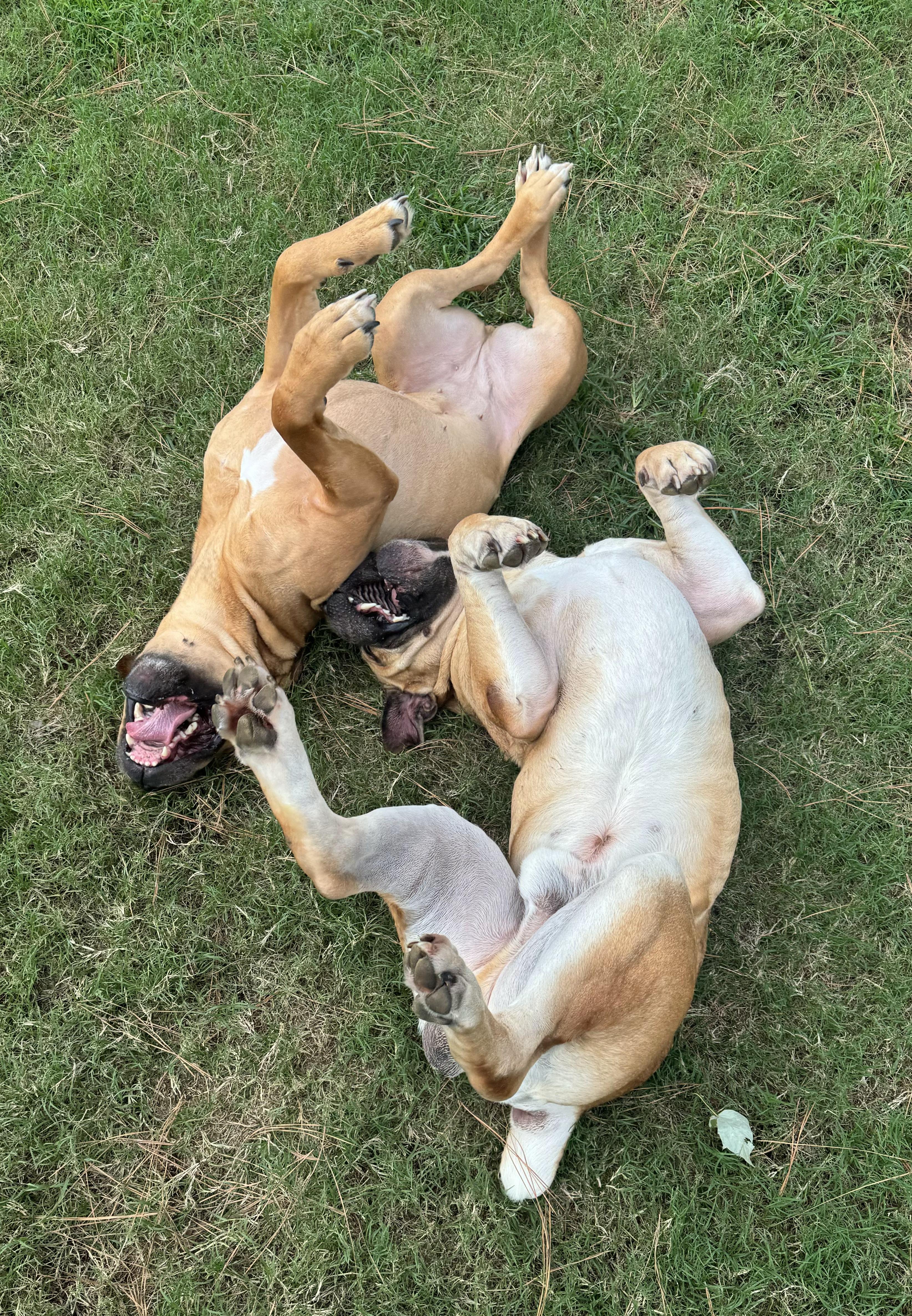 Fiona, a Adoptable Boerboel image 4/6