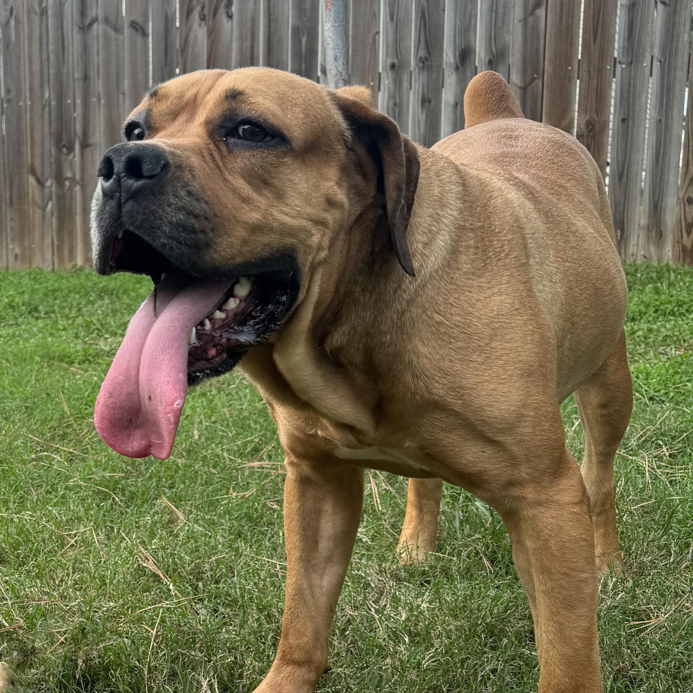 Fiona, a Adoptable Boerboel image 1/6