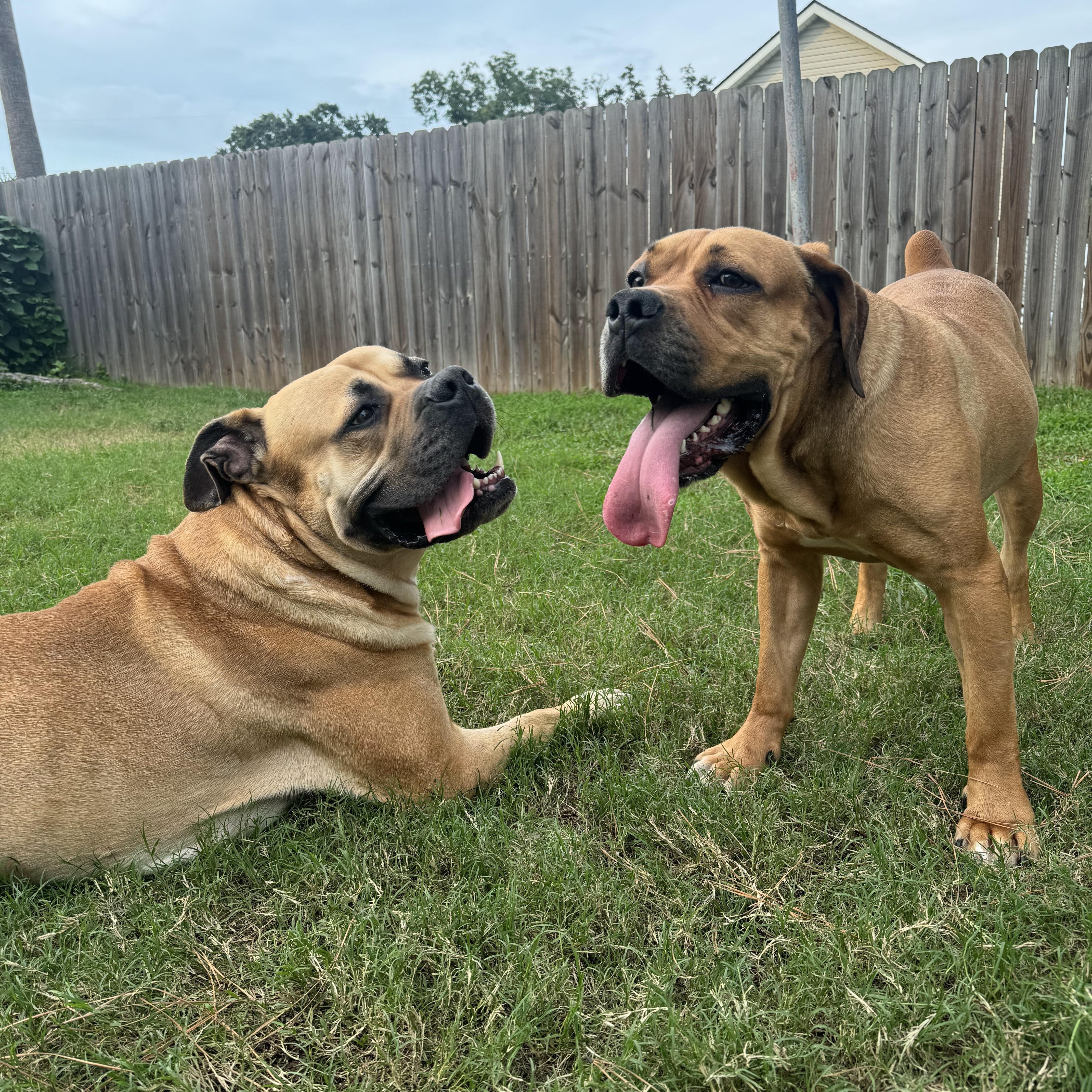 Fiona, a Adoptable Boerboel image 2/6