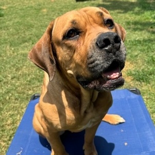 Fiona, a Adoptable Boerboel image 3/6