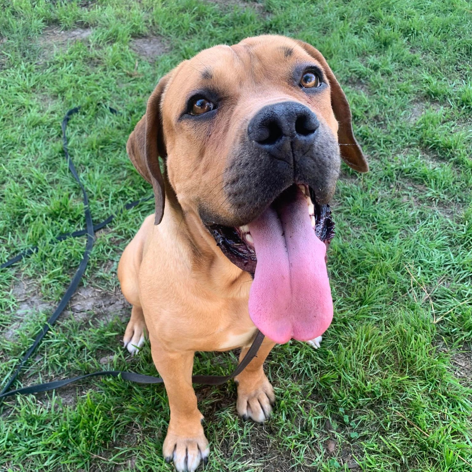 Fiona, a Adoptable Boerboel image 6/6