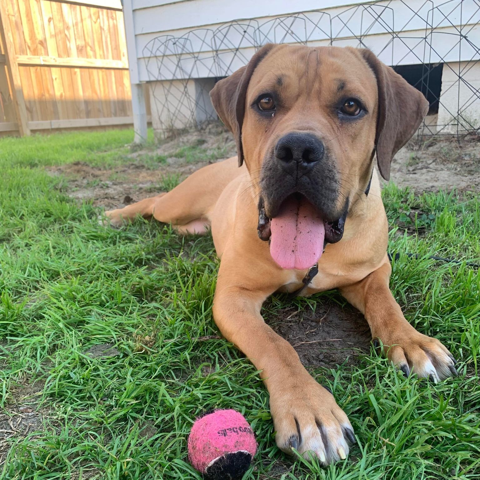 Fiona, a Adoptable Boerboel image 5/6