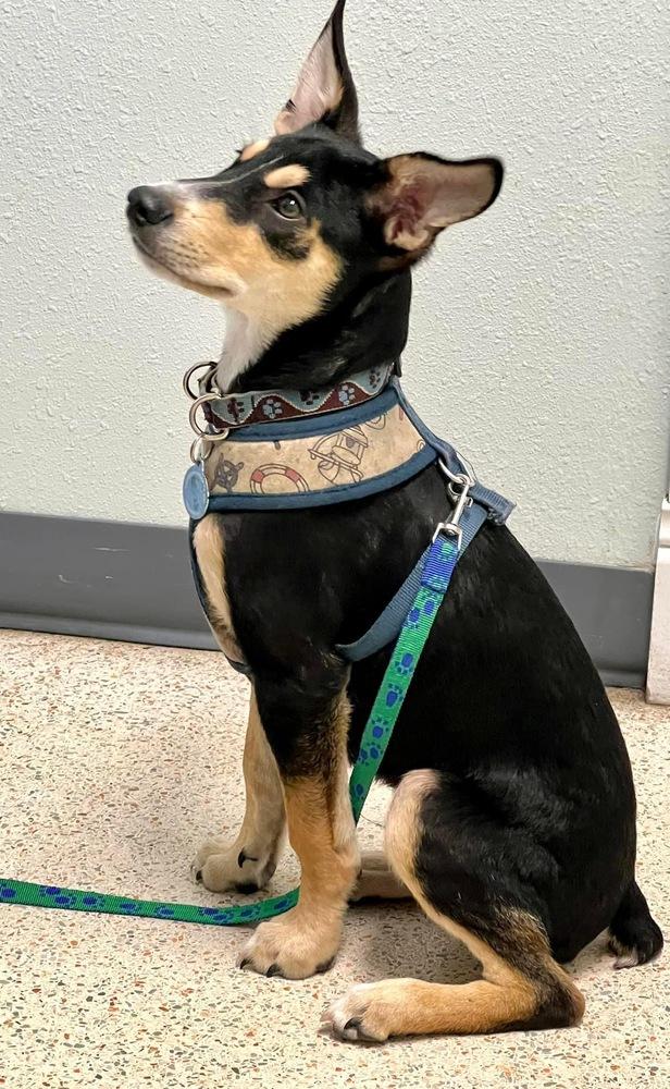 Enlarge Buster, a Adoptable mixed breed in St. Petersburg, FL image 1/6