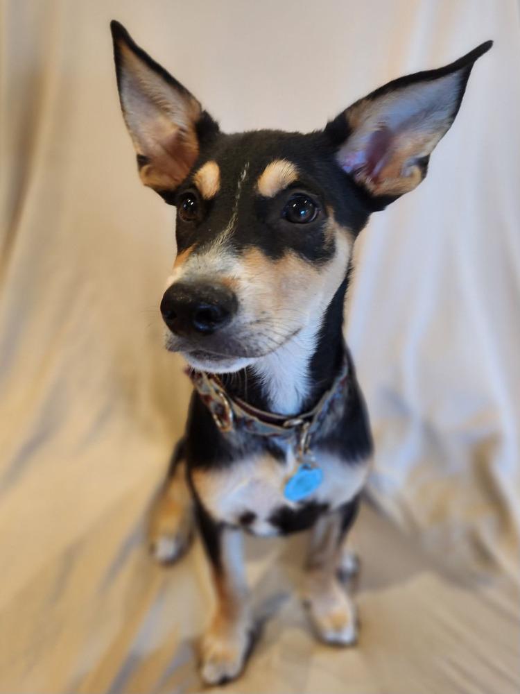 Enlarge Buster, a Adoptable mixed breed in St. Petersburg, FL image 2/6