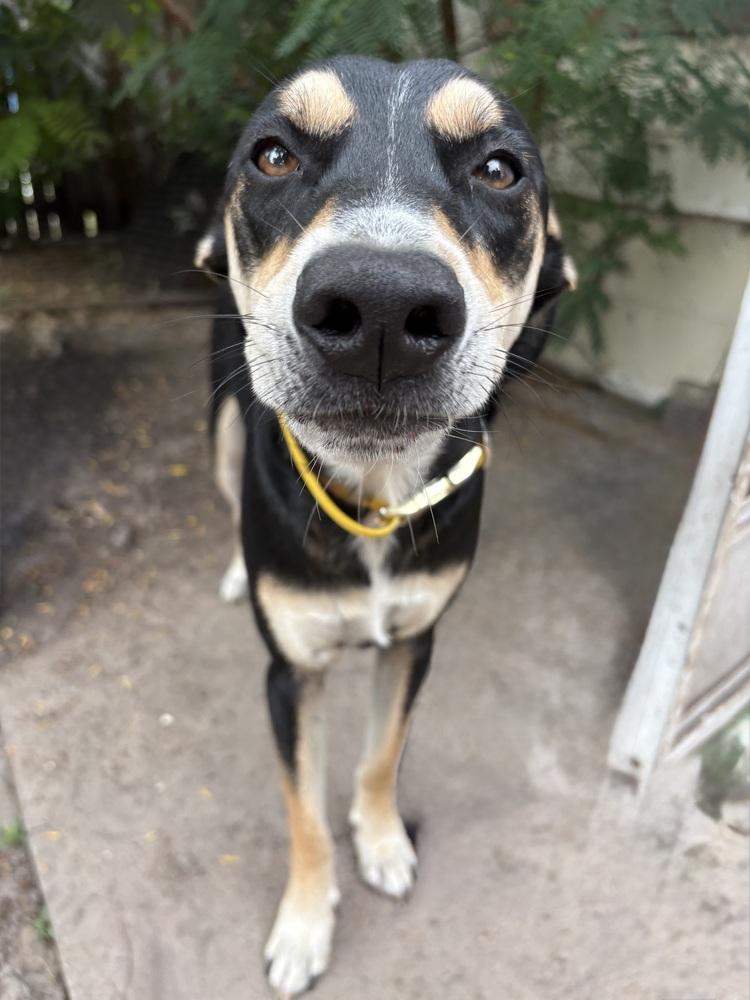 Enlarge Buster, a Adoptable mixed breed in St. Petersburg, FL image 1/6