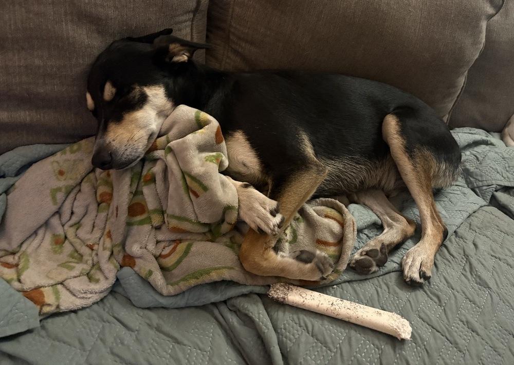 Buster, Adoptable, Puppy Male Doberman Pinscher & Mixed Breed.