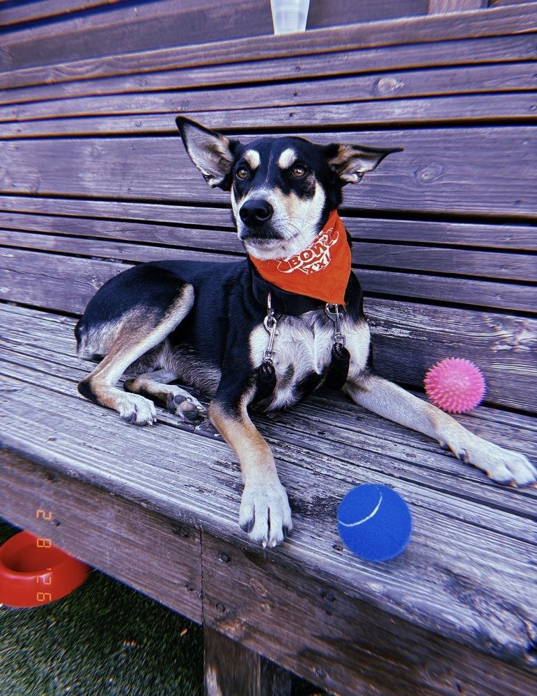 Enlarge Buster, a Adoptable mixed breed in St. Petersburg, FL image 2/6