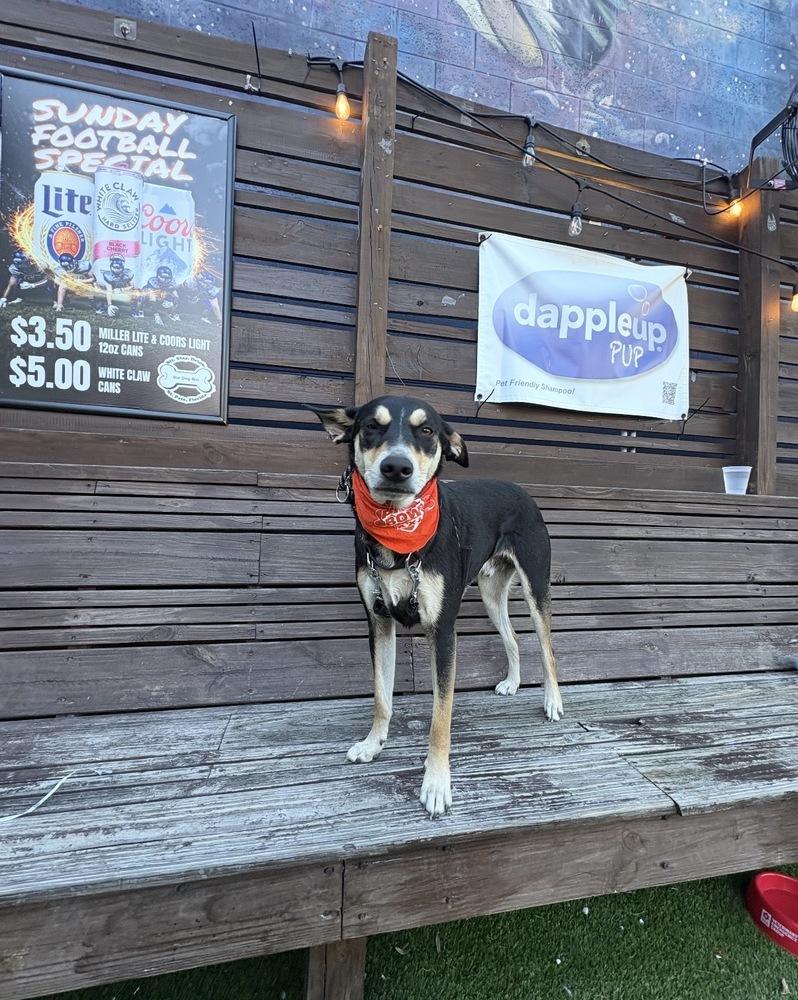 Enlarge Buster, a Adoptable mixed breed in St. Petersburg, FL image 3/6