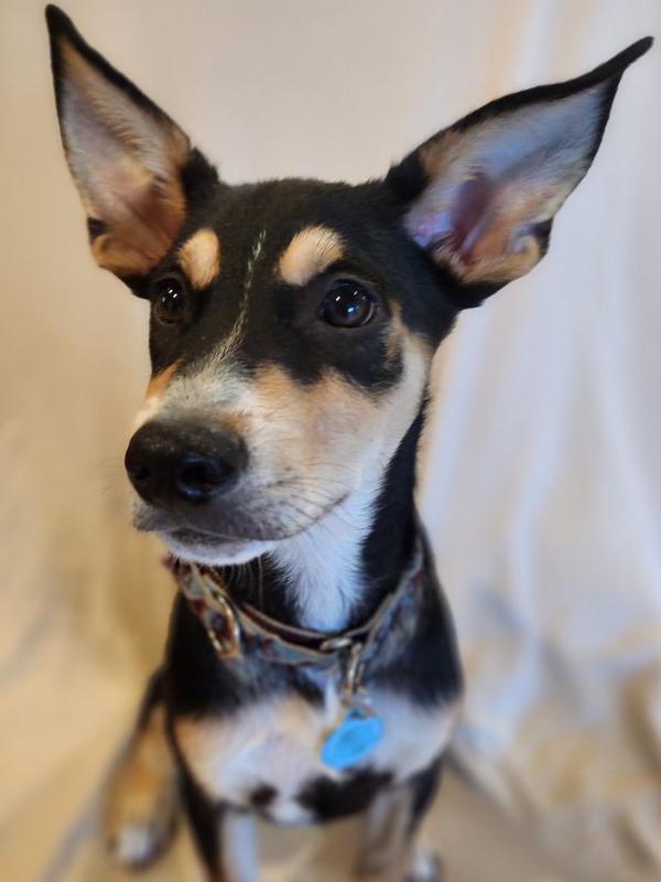 Enlarge Buster, a Adoptable mixed breed in St. Petersburg, FL image 4/6