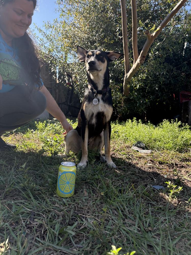 Enlarge Buster, a Adoptable mixed breed in St. Petersburg, FL image 3/6