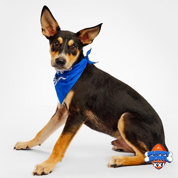 Enlarge Buster, a Adoptable mixed breed in St. Petersburg, FL image 4/6