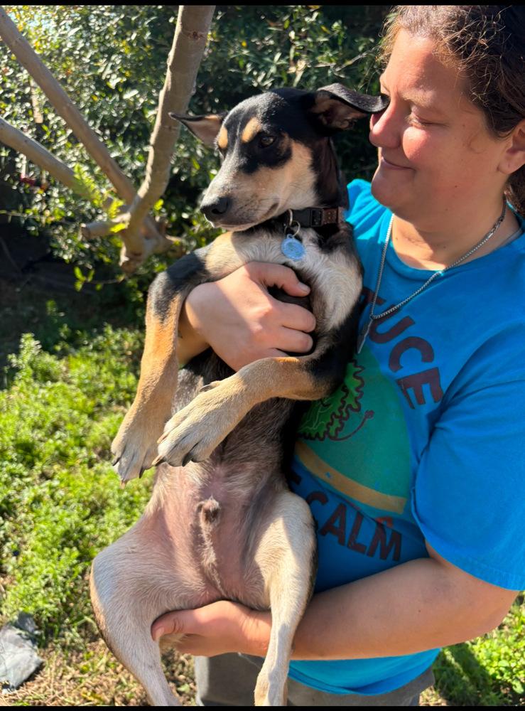 Enlarge Buster, a Adoptable mixed breed in St. Petersburg, FL image 5/6