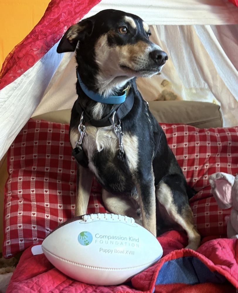 Enlarge Buster, a Adoptable mixed breed in St. Petersburg, FL image 6/6