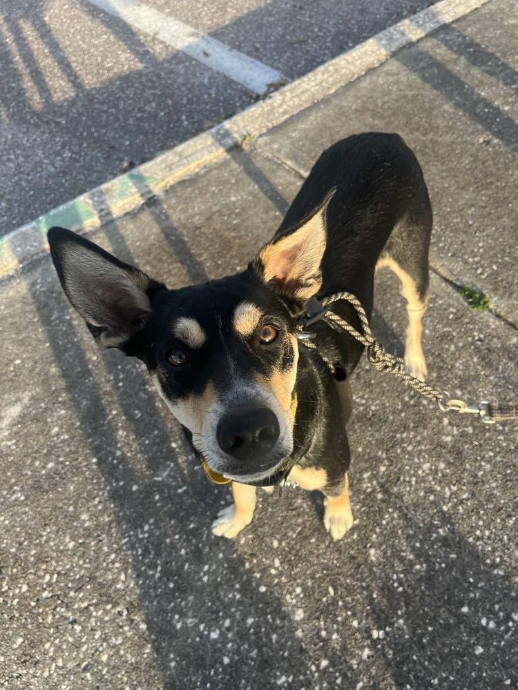 Enlarge Buster, a Adoptable mixed breed in St. Petersburg, FL image 3/6