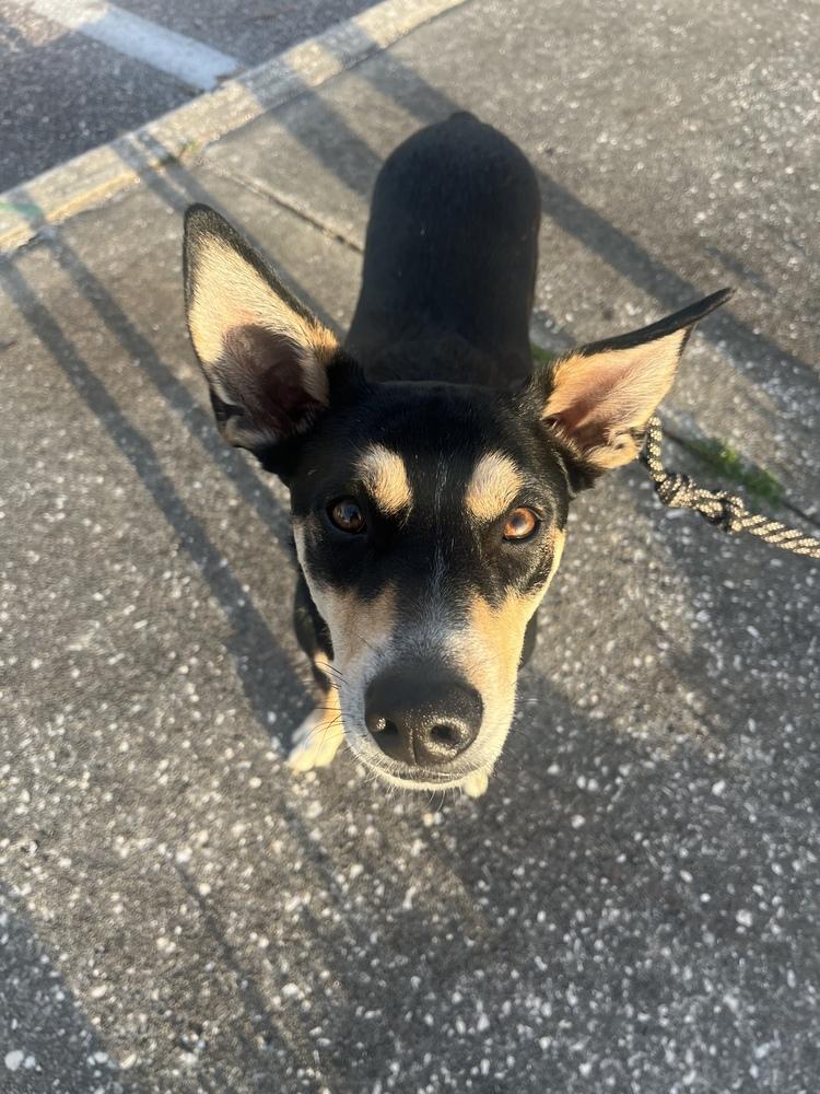 Enlarge Buster, a Adoptable mixed breed in St. Petersburg, FL image 4/6