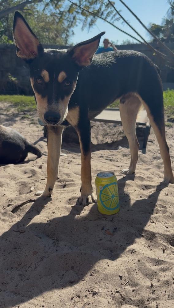 Enlarge Buster, a Adoptable mixed breed in St. Petersburg, FL image 6/6