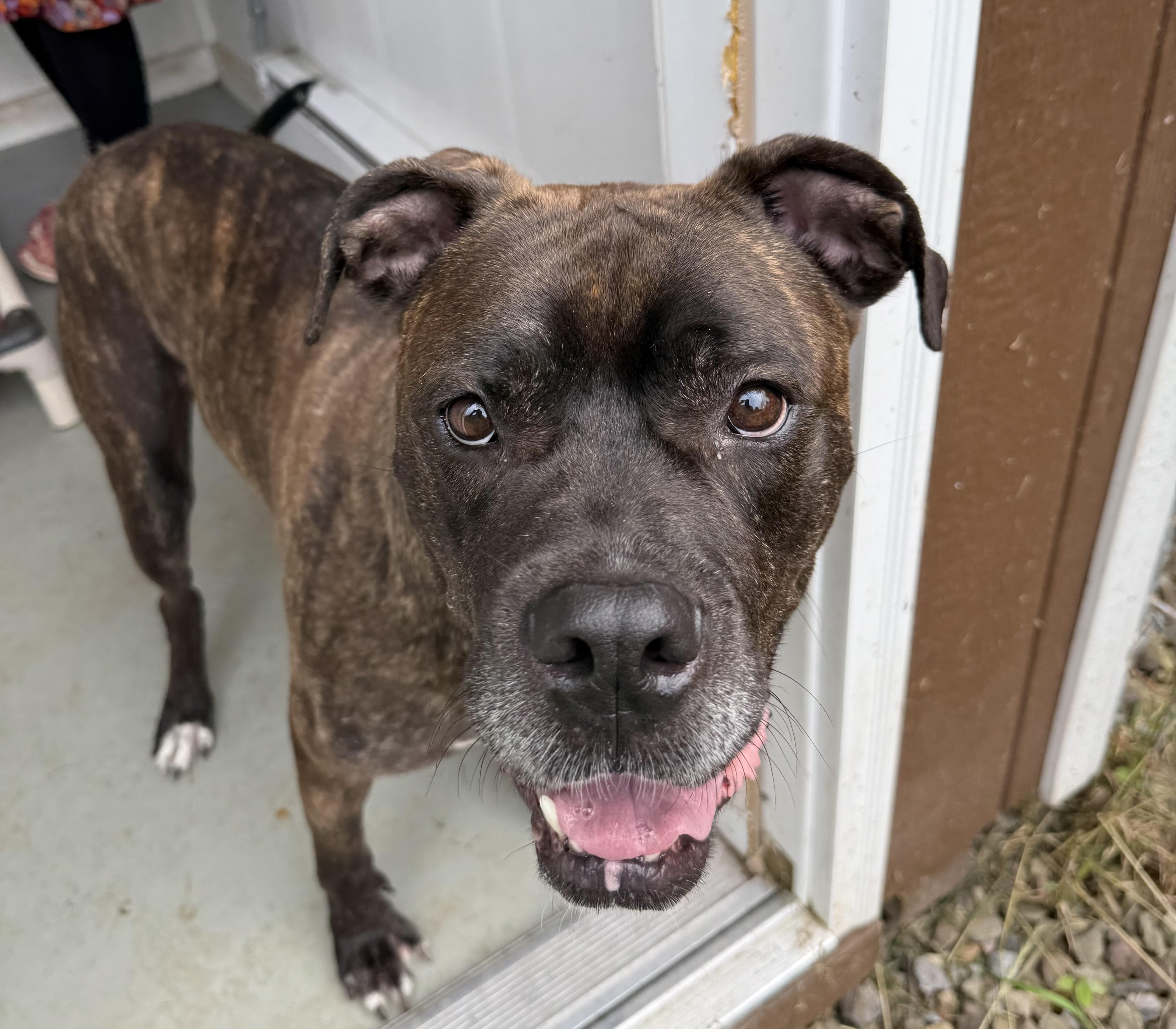 Wally, a Adoptable mixed breed in Morris, NY image 5/5