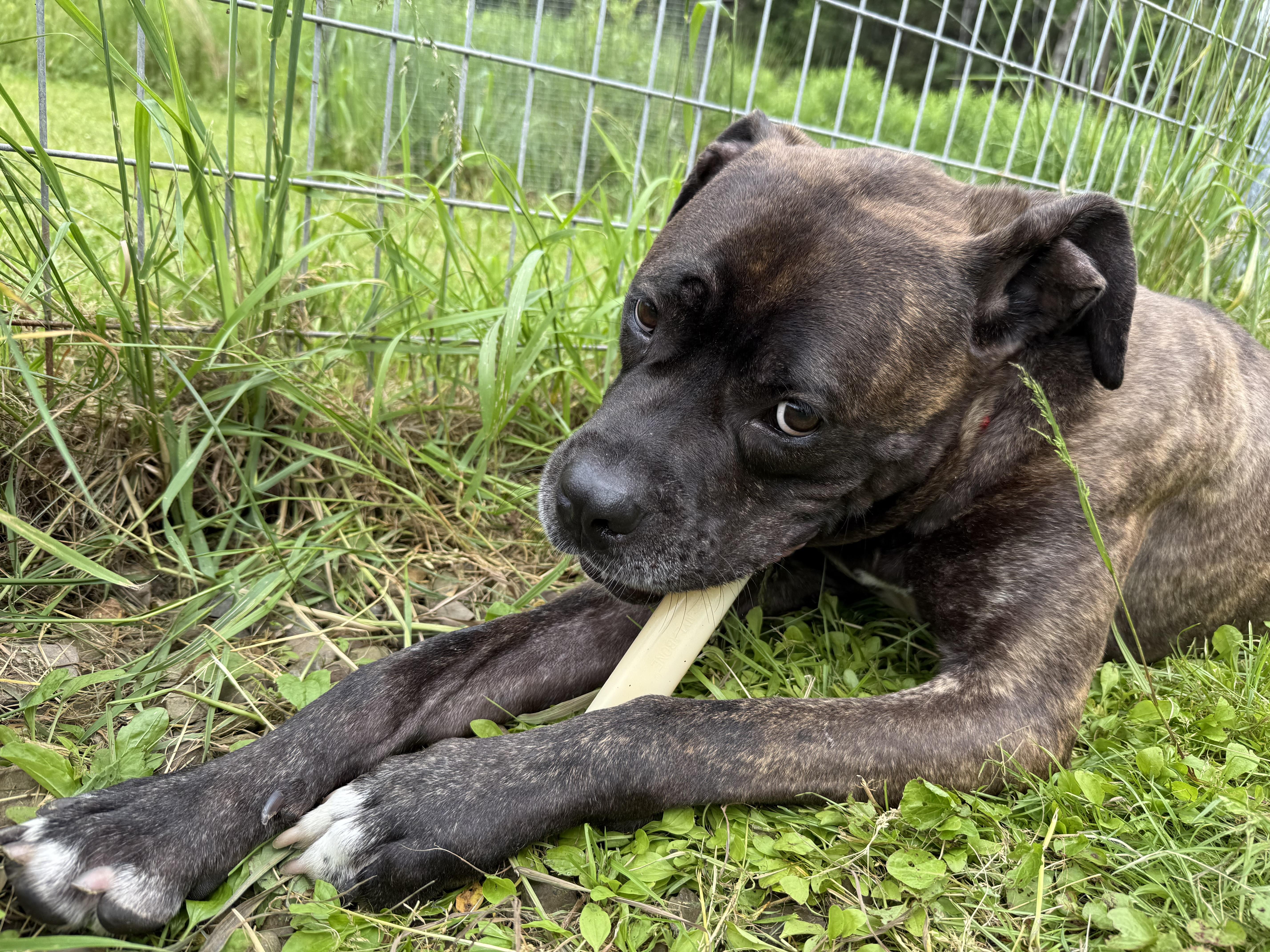 Wally, a Adoptable mixed breed in Morris, NY image 1/5