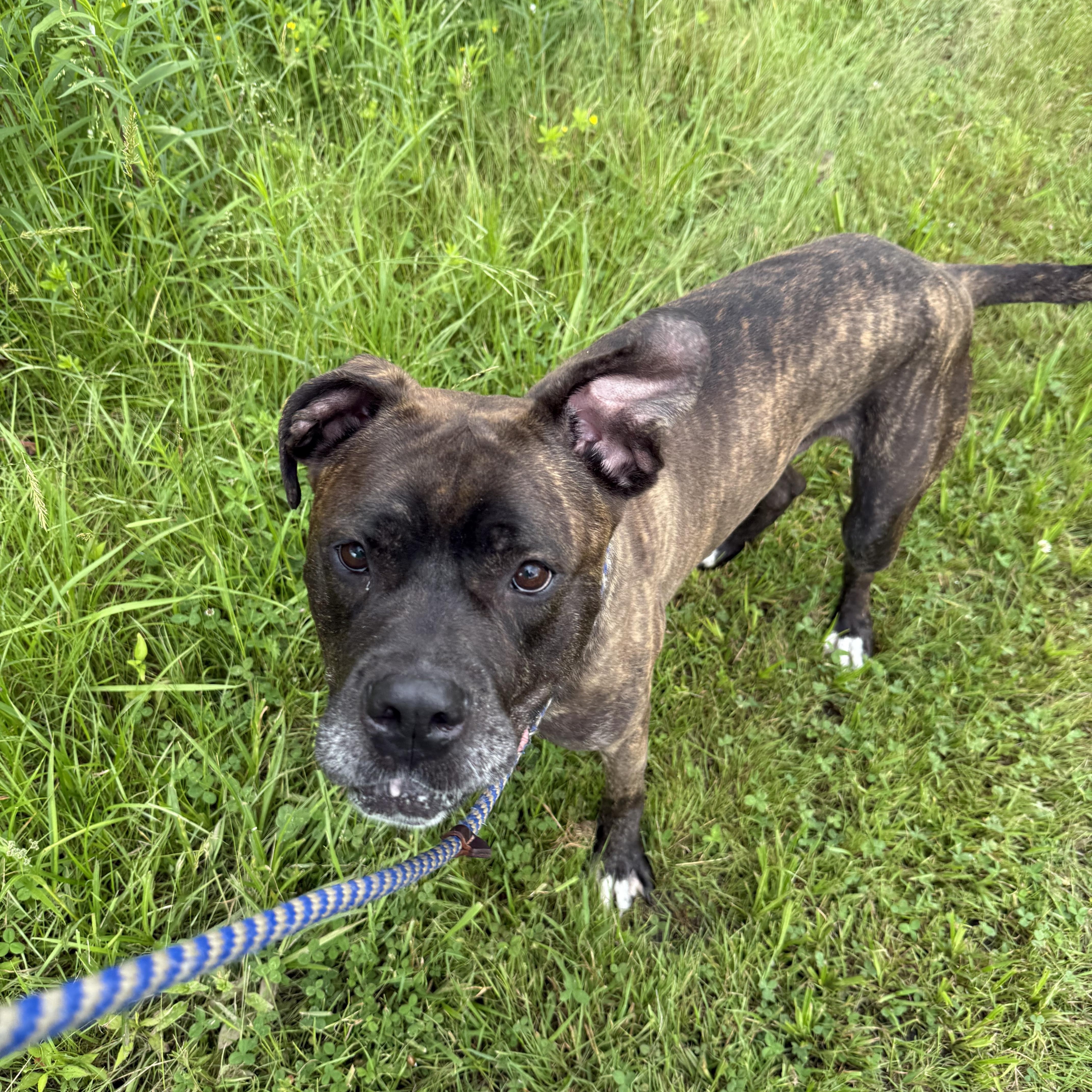 Wally, a Adoptable mixed breed in Morris, NY image 4/5