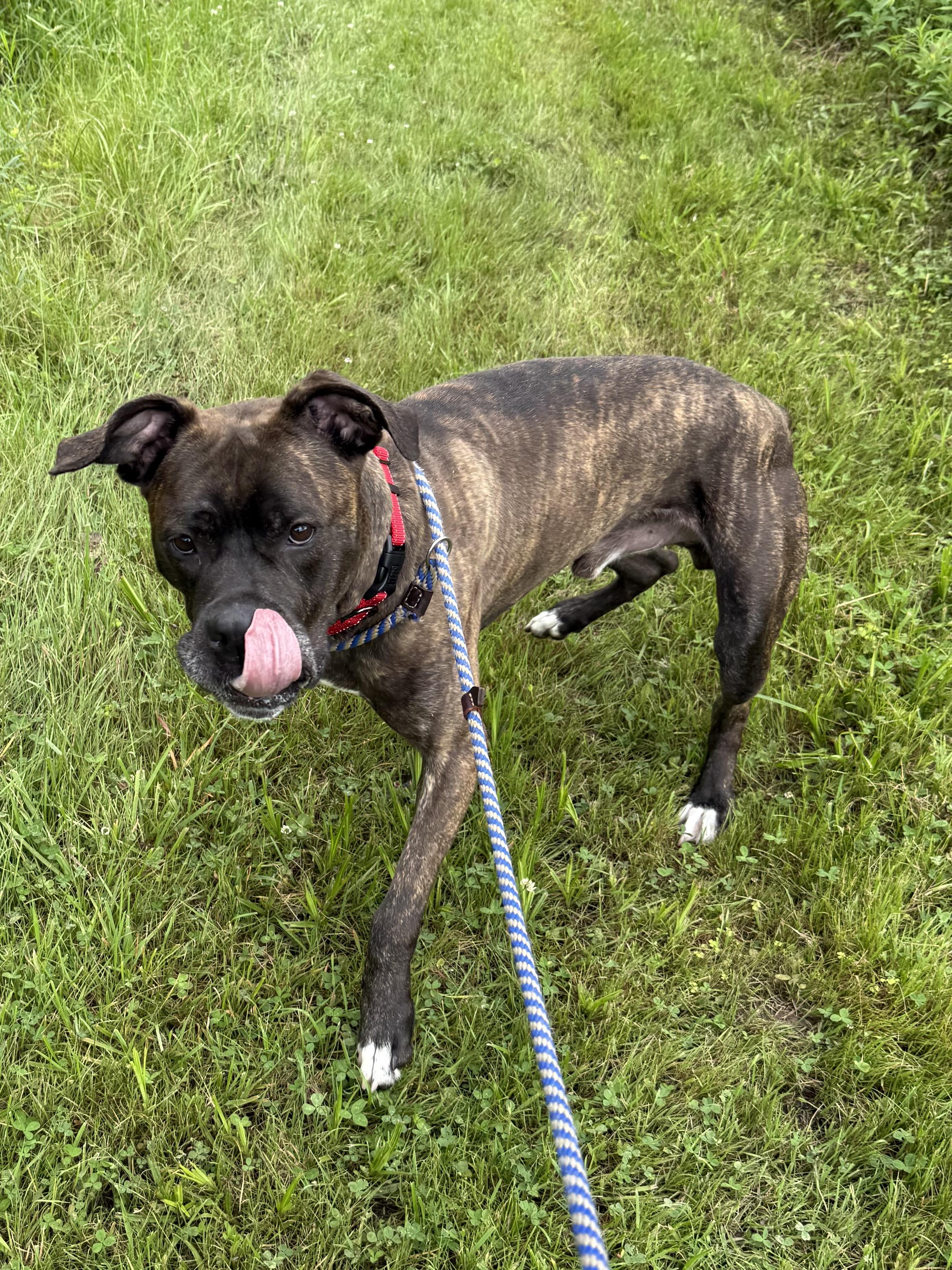 Wally, a Adoptable mixed breed in Morris, NY image 3/5