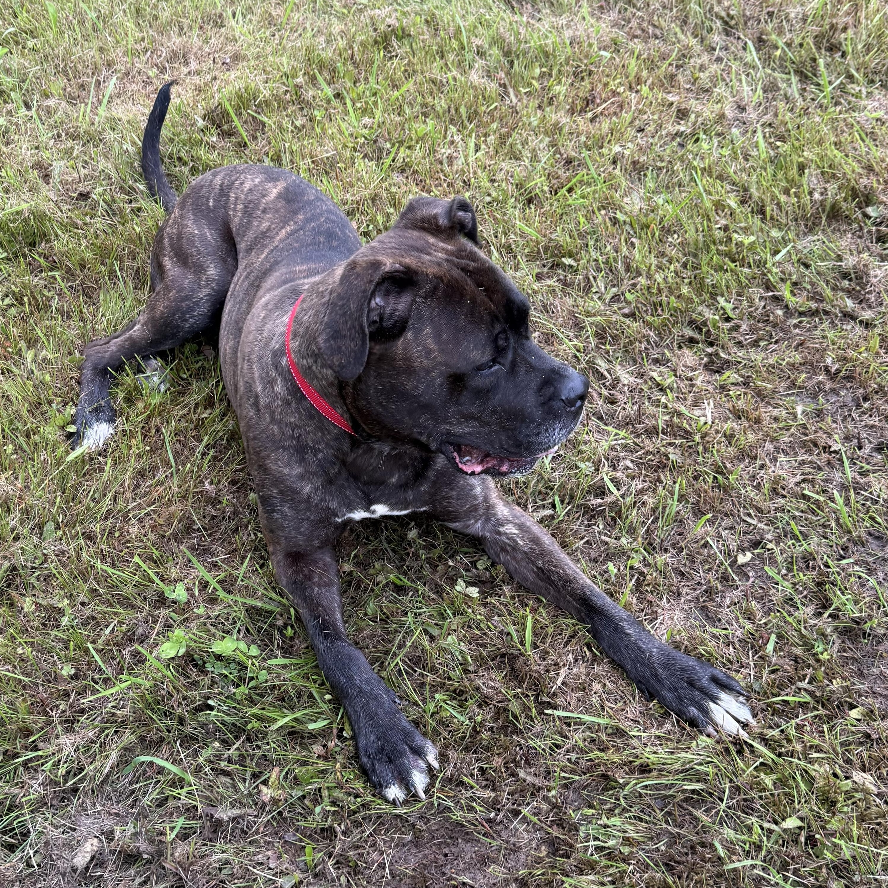 Wally, a Adoptable mixed breed in Morris, NY image 2/5