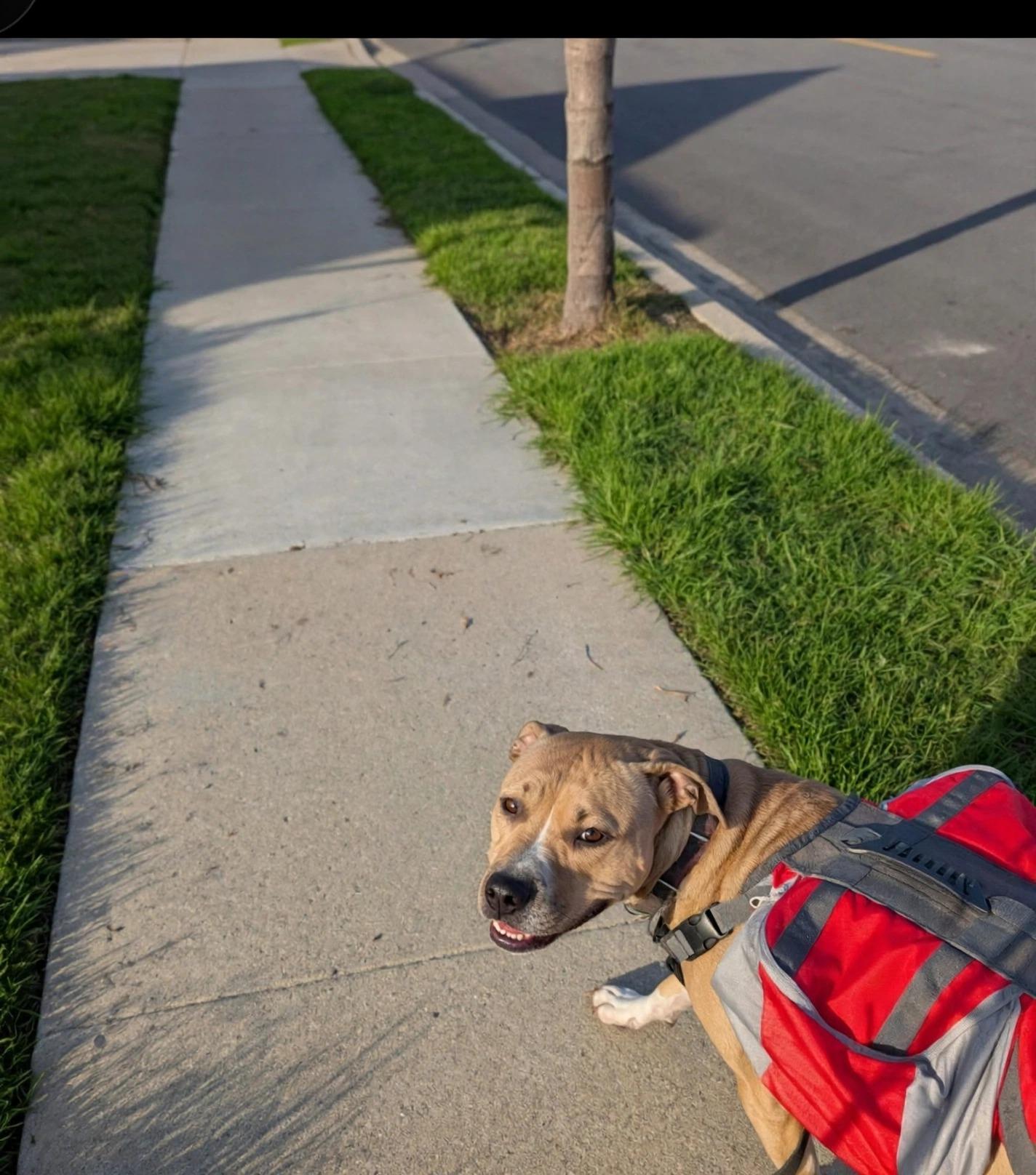 Enlarge Linus, a Adoptable mixed breed in Redondo Beach, CA image 2/3