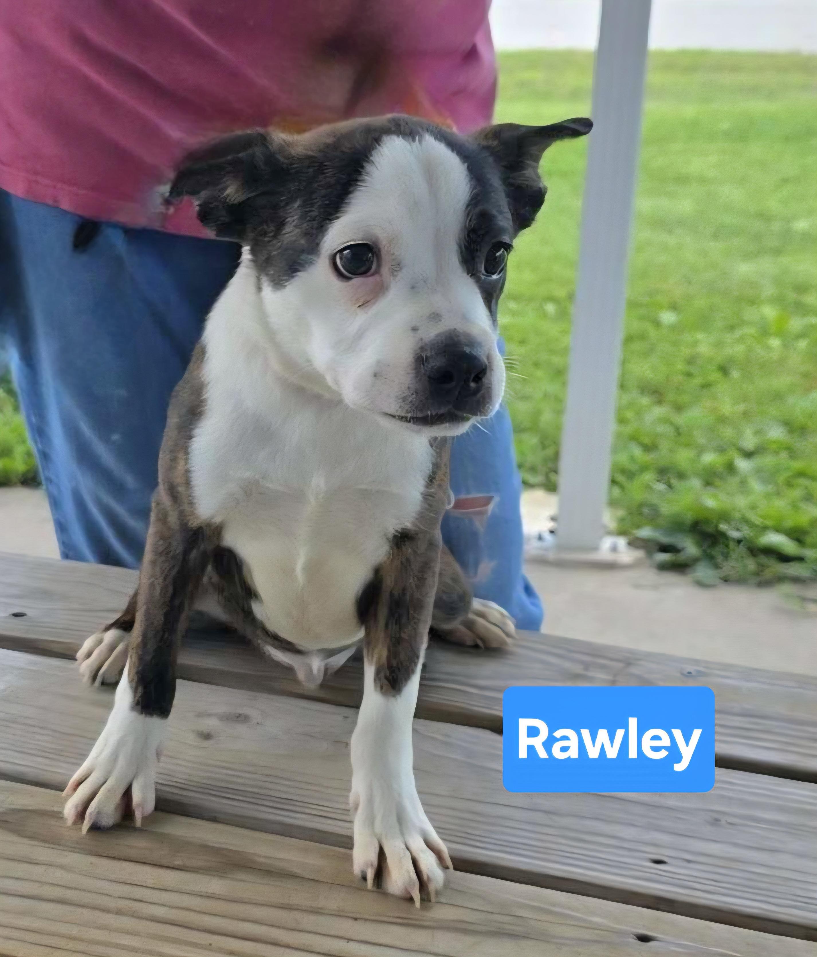 Rawley, adopted, Puppy Male Boston Terrier & Terrier.