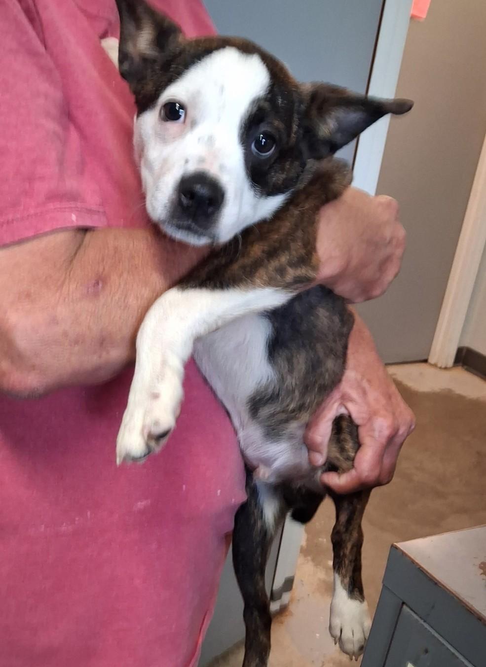 Enlarge Rawley, an adopted mixed breed in Clinton, MO image 2/2